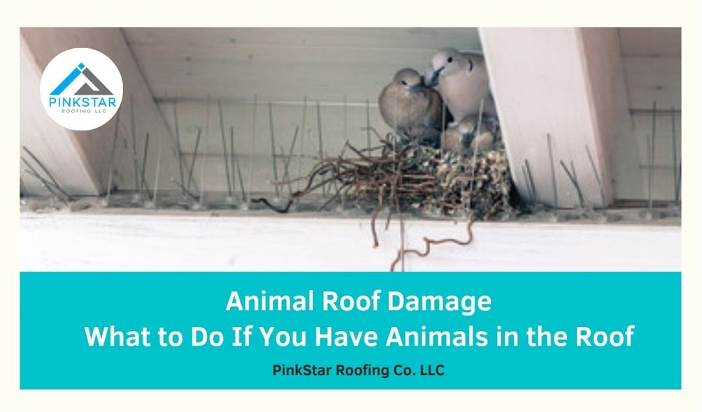 Animal Roof Damage